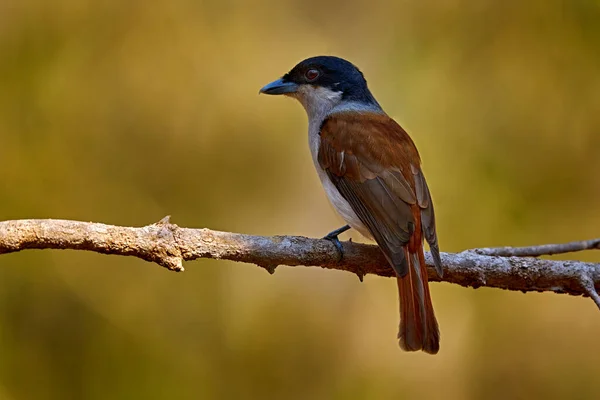 Rufous Vanga Schetba Rufa Bird Endemic Madagascar 벤가의 나뭇가지에 시즌은 — 스톡 사진