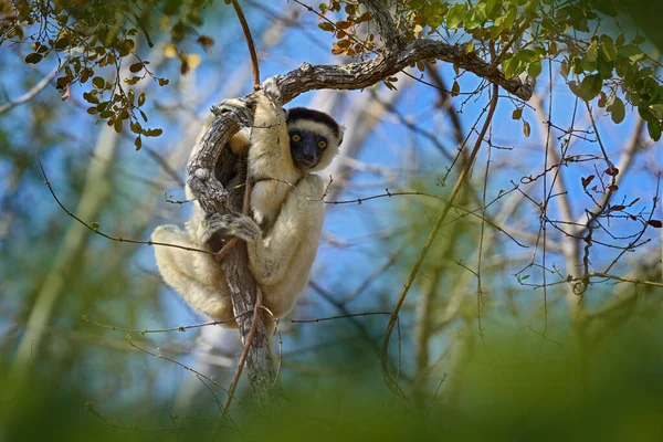 Дикая Природа Мадагаскара Веррокс Сифака Пропитек Верро Обезьяна Маленьким Детенышем — стоковое фото