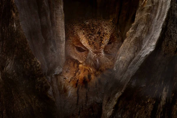 托罗托罗卡扇贝 奥图马德拉卡利斯 基林迪森林 树洞鸟巢中罕见的特有鸟类 非洲马达加斯加的野生猫头鹰 鸟类在栖息地 自然野生动物 — 图库照片