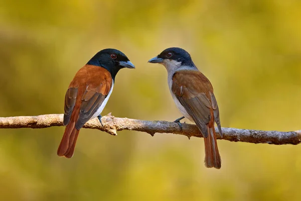 野生のバンガ Schetba Rufa マダガスカルに固有の鳥 森の中の枝に座っている赤黒のバンガの男性と女性 2羽の鳥の愛 自然の中で営巣シーズン マダガスカルのキリンディの森の荒涼としたバンガ — ストック写真