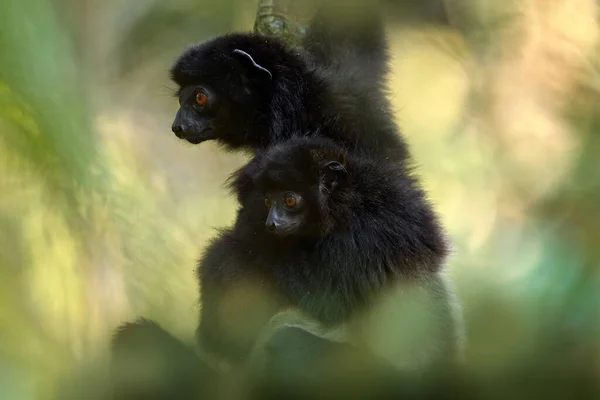 에드워즈 Sifaka Propithecus Edwardsi Ranomafana Rare Endemic Lemur Monkey Madagascar — 스톡 사진