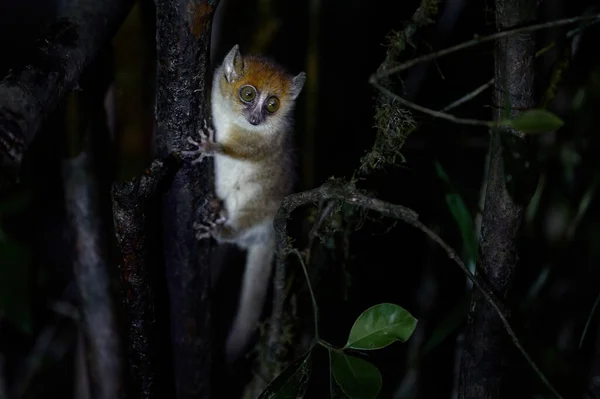 野生のマウスレミュア マイクロバスルフス ラノマファナNp 自然の生息地での小さな夜のキツネザル 森の中の固有種の小さな猿 アフリカのマダガスカル 自然の野生生物 — ストック写真