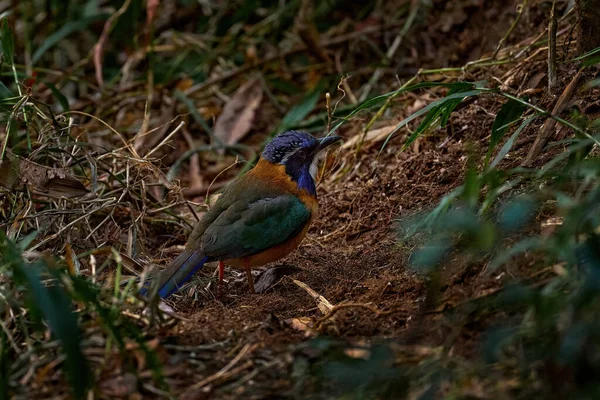 Pitta Ground Feler Atelornis Pitpedes Bird Felmic Madagascar Птица Природе — стоковое фото