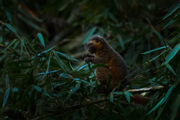 Wschodnia Mniejsza Szara Bambusowa Lemur Hapalemur Griseus Ranomafanensis Ranomafana Dzika — Zdjęcie stockowe