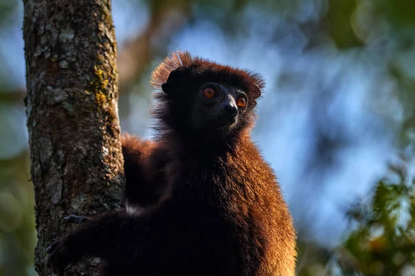 Milne-Edwards\'s sifaka, Propithecus edwardsi, Ranomafana NP, rare endemic lemur monkey from Madagascar.  Lemur in the nature habitat. Sifaka on the tree, Africa. Lemur with young babe on the back.