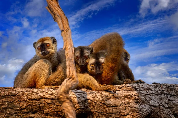 雲と青い空のレモンの家族 レミュア家 マダガスカルのキリンディの森 ユーレムール フルバス ルフス 英語版 の赤茶色のレムール ツリー上の灰色の茶色の猿 森の生息地 — ストック写真