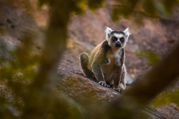 Άγρια Φύση Της Μαδαγασκάρης Λέμουρ Λέμουρ Κάτα Ζώο Από Μαδαγασκάρη — Φωτογραφία Αρχείου