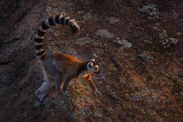 Opice Žulovou Skálou Západ Slunce Madagaskarská Divoká Zvěř Lemur Ocasem — Stock fotografie