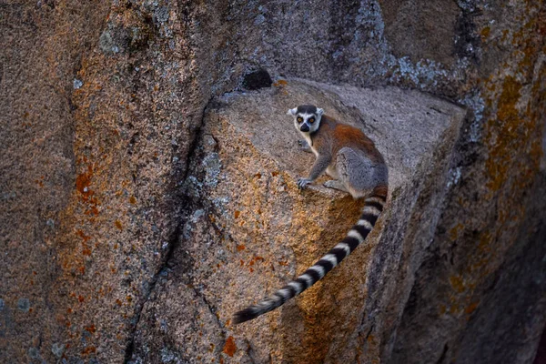 花崗岩の岩と猿 マダガスカルの野生動物 リングテールのレミュール レミュールのカッタ マダガスカル アフリカ オレンジの目の動物 夕方の光 アニャ自然公園 — ストック写真