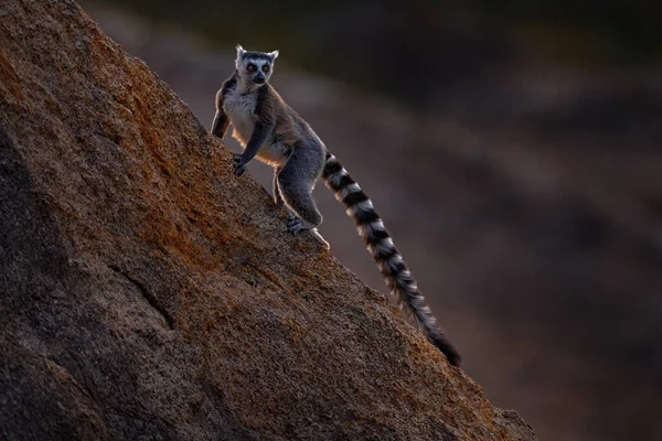 Μαϊμού Γρανίτη Ηλιοβασίλεμα Άγρια Φύση Της Μαδαγασκάρης Λέμουρ Λέμουρ Κάτα — Φωτογραφία Αρχείου