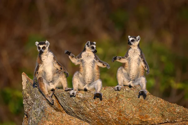 Familie Lemur Tierwelt Madagaskars Ringelschwanz Lemur Lemur Catta Familie Sonnenbaden — Stockfoto
