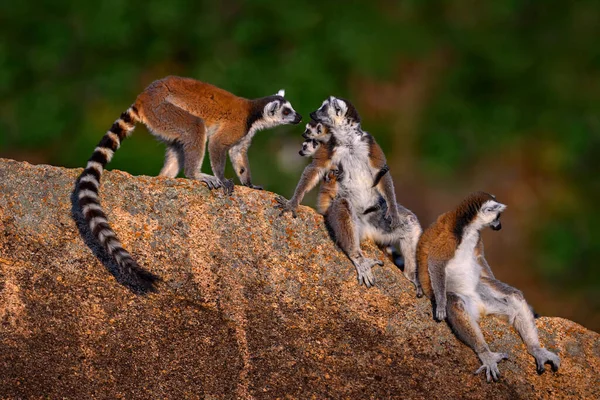Άγρια Φύση Μαδαγασκάρη Μαϊμού Δύο Νέα Λέμουρ Κυκλική Ουρά Οικογένεια — Φωτογραφία Αρχείου