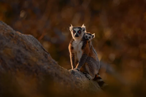 猿の家族 赤ちゃん マダガスカルの野生動物 リングテールのレミュール レミュールのカッタ マダガスカル アフリカ オレンジの目の動物 夕方の光の夕日 アンジャ自然公園 — ストック写真