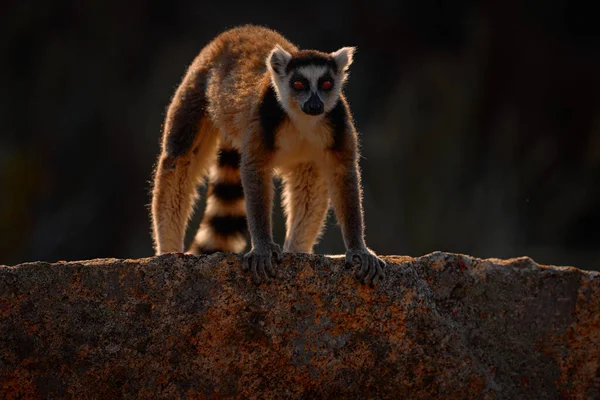 花崗岩の岩と猿 マダガスカルの野生動物 リングテールのレミュール レミュールのカッタ マダガスカル アフリカ オレンジの目の動物 夕方の光 アニャ自然公園 — ストック写真