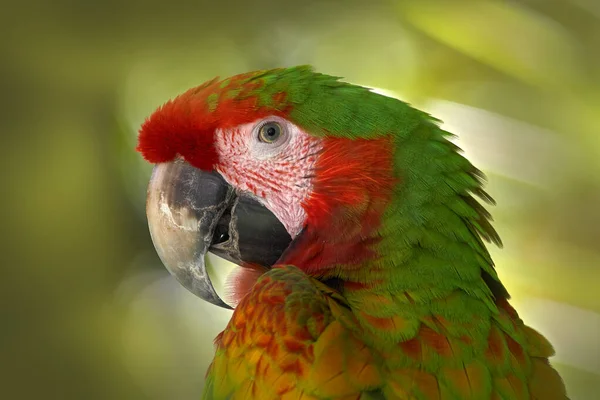 熱帯雨林 コスタリカでは珍しい形のAra Macao Ara Bigua 森の中の赤いハイブリッドオウム 暗緑色の植生におけるマコーのオウム 熱帯の自然からの野生動物のシーン ジャングルの鳥 — ストック写真