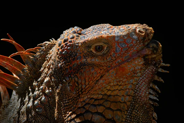 Коста Рика Игуана Портрет Крупным Планом Дикая Природа Большая Ящерица — стоковое фото
