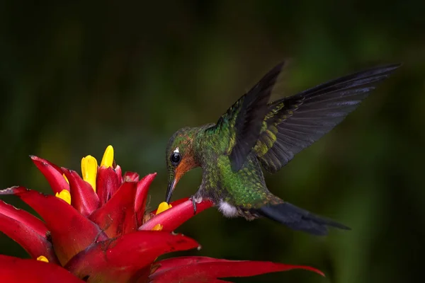 Colibrí Bosque Tropical Oscuro Brillante Jacula Heliodoxa Hermosa Flor Roja — Foto de Stock