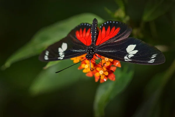 Heliconius Doris Довгокрилий Метелик Помаранчевій Квітці Лісовому Середовищі Volcan Poas — стокове фото