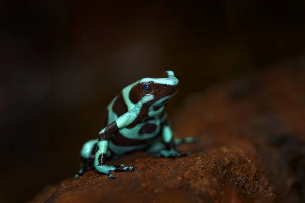 Kosta Rika Ormandaki Zehirli Kurbağa Yeşil Amfibi Dendrobates Auratus Doğal — Stok fotoğraf