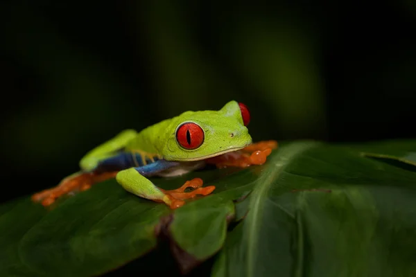 Красноглазый Древесный Лягушонок Agalychnis Callidryas Коста Рика Красивая Лягушка Тропического — стоковое фото