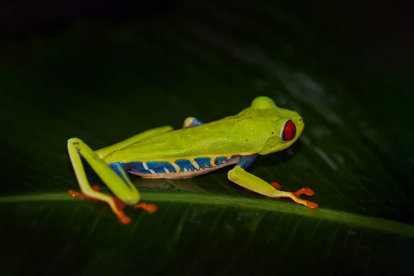 Žabák Červenýma Očima Agalychnis Callidryas Kostarika Krásná Žába Tropického Lesa — Stock fotografie