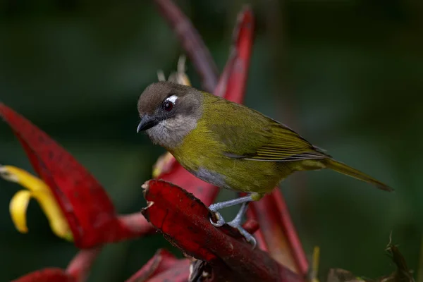 常见的灌木塔纳格 叶绿素 坐在橙色和绿色的苔丝树枝上 哥斯达黎加的野生动物 深绿色森林中的山鸟 清晰的背景 — 图库照片