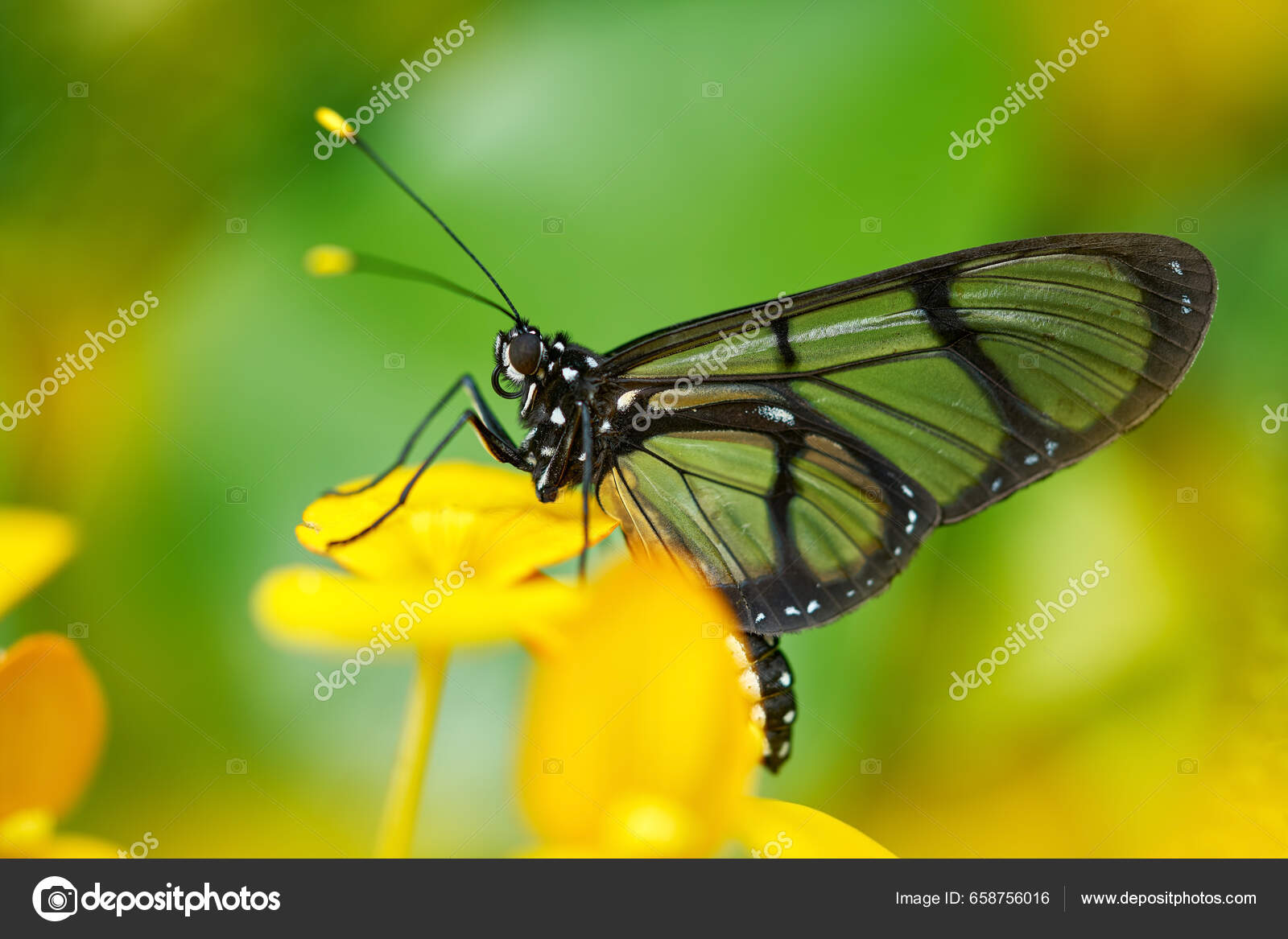 10 cosas que no sabías sobre las mariposas – Unfocussed Photography \u0026 Art, image size:1600x1167