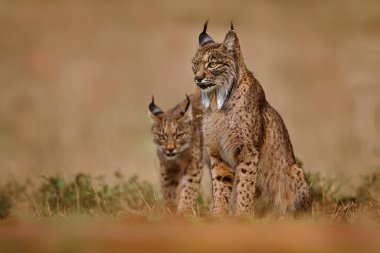 İber vaşağı, Lynx pardinus, Avrupa 'nın güneybatısındaki İber Yarımadası' na özgü vahşi kedi. Doğal ortamda nadir kedi yürüyüşü. Benekli kürklü köpek kedisi, gün batımı ışığı. İspanya yaban hayatı.