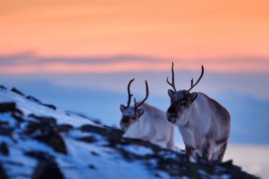 Kutup gündoğumu. Ren geyikli turuncu ışık. Vahşi ren geyikleri, Rangifer tarandus, karda büyük boynuzları olan, Svalbard, Norveç. Kayalık dağda Svalbard geyiği. Vahşi yaşam, kış turuncu gün batımı.