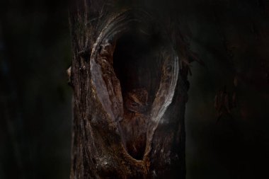 Torotoroka baykuşu, Otus madagascariensis, Kirindy Ormanı, ağaç yuvasında nadir görülen endemik kuş. Afrika 'da Madagaskar' da vahşi baykuş. Doğal ortamdaki kuş, doğal yaşam..