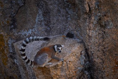 Madagaskar yaban hayatı, Halka Kuyruklu Lemur, Lemur Catta. Madagaskar, Afrika 'dan bir hayvan, turuncu gözler. Akşam ışığı, Anja Doğa Parkı..                    