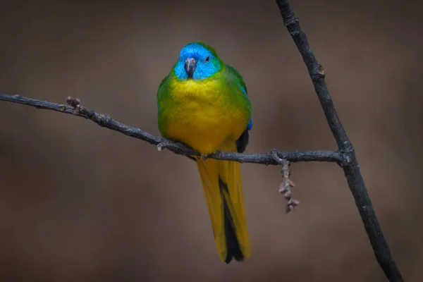 Turkoois Papegaai Neophema Pulchella Australië Blauwe Gele Vogel Natuur Habitat — Stockfoto