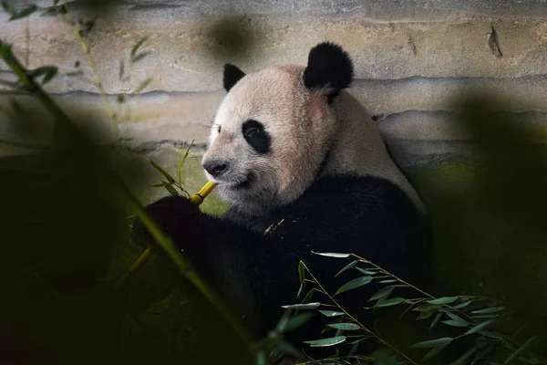 熊猫在自然界的栖息地有它的行为 大熊猫的肖像 黑头大熊猫 以绿色植被中的竹树为食 树间可爱动物的详细画像 — 图库照片