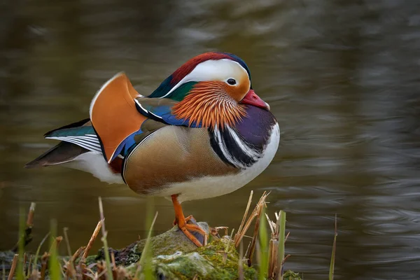 Mandarin Duck Aix Galericulata Sitzt Auf Dem Ast Mit Blauer — Stockfoto