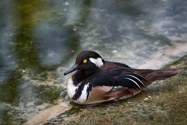 Kapüşonlu Merganser Lophodytes Guguk Kuşu Kenarında Balık Yiyen Ördek Kuşu — Stok fotoğraf