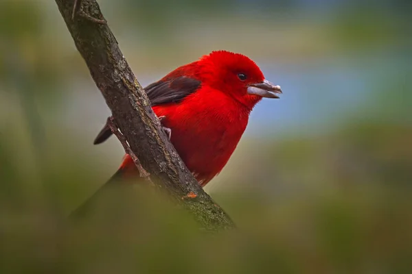 ブラジルのタンガー ランポケロスの回復力 自然生息地の枝に座っている赤い鳥 ブラジル 南アメリカの緑のベジタンの赤いタンカー — ストック写真