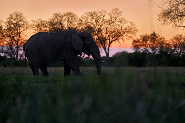 Nature in Africa. Elephant in the Khwai River, Moremi Reserve in Botswana. River sunset with green vegetation and big tusk alone elephant. Wildlife in Africa, animal in the water.