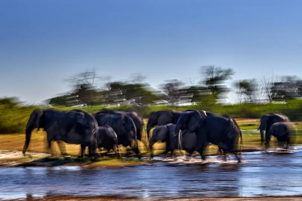 Blur move nature art, lephant river crossing. Khwai river with elephant herd.  Wildlife scene from nature. A herd of African elephants drinking at a waterhole lifting their trunks, Okavango delta.