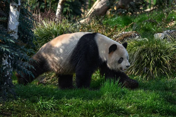 Panda Vegetación Verde Del Bosque Escena Vida Silvestre Naturaleza China — Foto de Stock