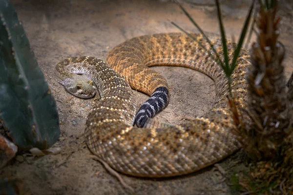 西方钻石背响尾蛇 Crotalus Atrox 用灰色的石头在自然界的栖息地 在墨西哥发现的美洲和奇瓦瓦毒蛇种类 野生动物 — 图库照片