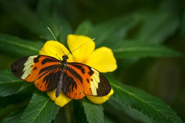 コスタリカからの蝶 Heliconius Ismenius 自然生息地で花に昆虫を咲かせます コスタリカで 野生生物だ ジャングルの中の熱帯蝶 詳細を見る — ストック写真