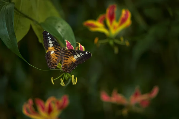 Owad Kwiat Kwitnę Przyrodniczy Środowisko Motyl Kostaryce Natura Dzikiej Przyrody — Zdjęcie stockowe