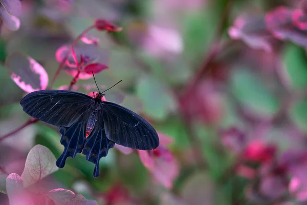 Owad Kwiat Kwitnę Przyrodniczy Środowisko Motyl Kostaryce Natura Dzikiej Przyrody — Zdjęcie stockowe