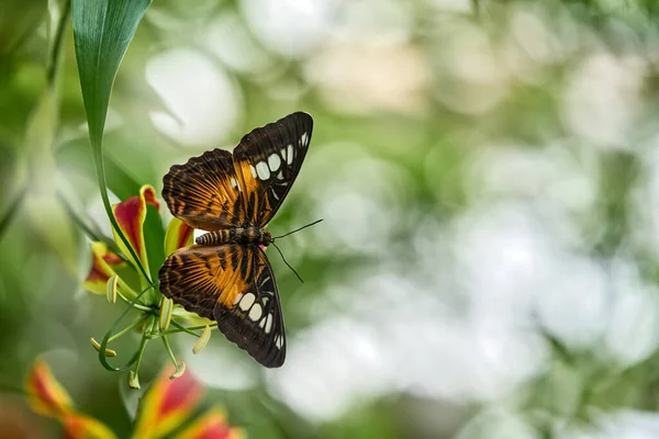Insecte Sur Floraison Des Fleurs Dans Habitat Naturel Papillon Costa — Photo