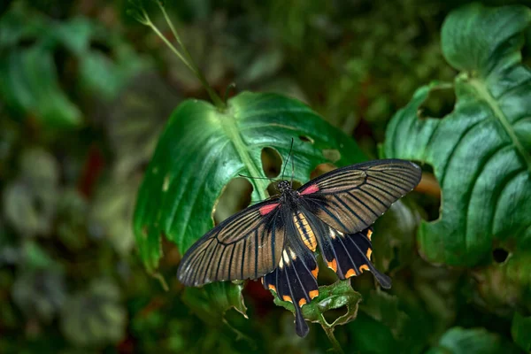 自然生息地で花に昆虫を咲かせます コスタリカの蝶です 野生生物だ ジャングルの中の熱帯蝶 詳細を見る — ストック写真