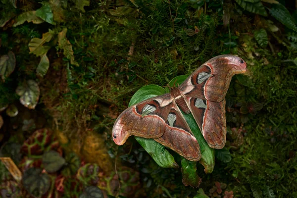 昆虫在自然界的栖息地开花 哥斯达黎加的蝴蝶 野生动物的天性热带地区的蝴蝶在丛林中起泡 特写镜头 — 图库照片
