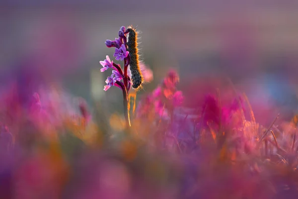 意大利的加加诺欧洲陆生兰花 自然栖息地 美丽的绽放细节 来自欧洲的春景 草甸绿地上的野花 — 图库照片
