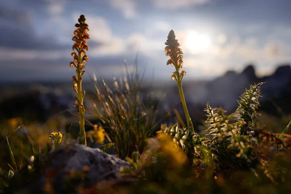 意大利的阿塞拉斯 加加诺 欧洲陆生兰花 自然栖息地 风景秀丽 来自欧洲的春景 绿地上的野花 — 图库照片