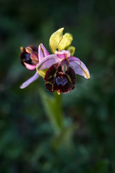 Ophrys Bertolonii Fleur Hybride Gargano Italie Floraison Orchidée Sauvage Terrestre — Photo