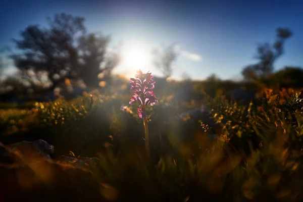 美丽的日落 扁桃体粉刺 粉红蝴蝶 意大利的加尔加诺 欧洲陆生兰花 自然栖息地 美丽的绽放细节 来自欧洲的春景 — 图库照片